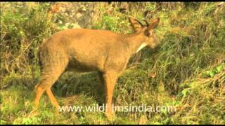 Goral or wild mountain goat of the Himalaya [upl. by Nerua]