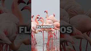 Why Do Flamingos Stand on One Leg science facts knowledge [upl. by Hereld]