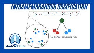 Intramembranous Ossification [upl. by Auof]