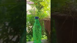 bottle 💡 ideas for plant 🪴 our home 🏡 plants use waste bottles for this [upl. by Annawyt]