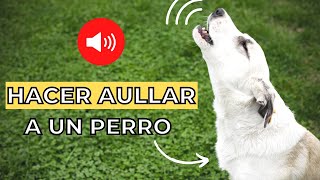 Prueba para Hacer Aullar a un Perro 🐶🔊 Sonidos para perros [upl. by Eedak]