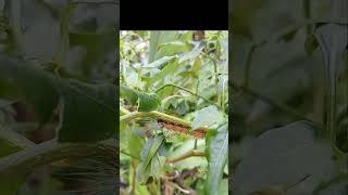 Spilosoma obliquaJute hairy caterpillar Bihar hairy caterpillar [upl. by Kristoffer]