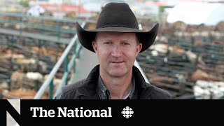 Canadas top cattle auctioneer wants to conquer the world [upl. by Halludba]