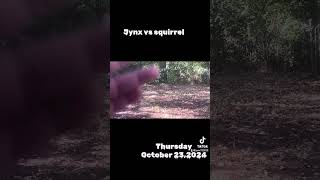 Jynx vs squirrel [upl. by Annaitat]