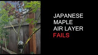 Japanese Maple Air Layer FAILS [upl. by Silrac464]