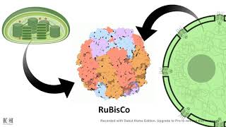 Rubisco mechanism of action Carboxylase vs Oxygenase [upl. by Euqinorev]