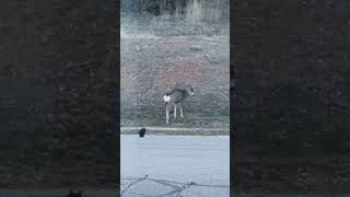 When Your house cat thinks it’s a mountain lion  part 1 cat hunts a deer in Coloradocatcats [upl. by Berlauda264]