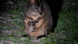 Pademelon Wallaby With Joey in Pouch [upl. by Michelle]