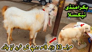 Friday Taxila Bakra Mandi Latest Update 26 January 2024 [upl. by Medovich]