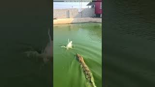 how did the badak escape from the crocodile😮viralvideo shortvideo [upl. by Airetak]