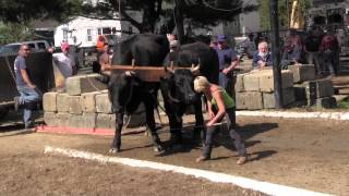 Ox Pull 2013 Deerfield Fair Oxen NH Pulling Video 9 [upl. by Aleahcim106]