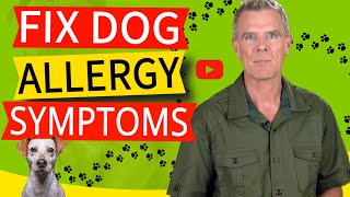 How To Know If Your Dog Is Allergic To His Food 5 Common Allergies Signs amp Remedy [upl. by Ferris]