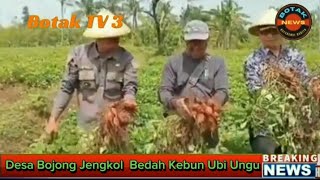 Desa Bojong Jengkol Transformasi Lahan Tidur DPMA IPB University Tanam Perdana Ubi [upl. by Joice138]