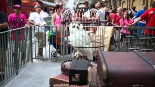 Animatronic Hedwig at Kings Cross Station in Diagon Alley at Universal Studios [upl. by Dorcas534]