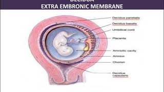 Trophoblast Decidua and Extra embriyonic membranes  EEM [upl. by Idnew]