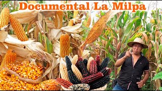 Documental La Milpa El MaÃ­z de Guatemala [upl. by Nets375]