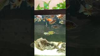 Beautiful Fish Tank  Colorful School of Cichlid [upl. by Eckblad]