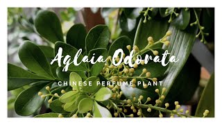 Aglaia Odorata  米兰花  The Chinese Perfume Plant [upl. by Enitnatsnoc]