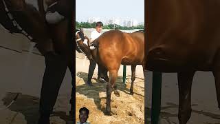 horse equestrian horselover horseracing animals funny duetz comedyfilms comedy bendparty [upl. by Schonthal899]