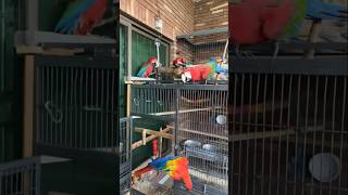 Green wing macaw  scarlet macaw  blue and gold macaw  viralvideo [upl. by Husain]