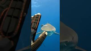 Sailors Jumping Into Shark Infested Waters [upl. by Neenad]