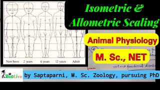 Isometric and Allometric Scaling [upl. by Shaffert]