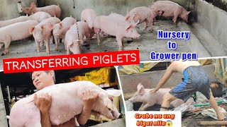 Transferring Piglets from Nursery to Grower Pen l Sobrang bigat na nila klaritafarmFarming [upl. by Tihom328]