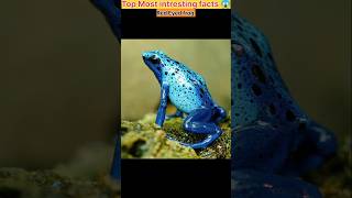 Top Most amazing facts 😱 Red eyed frog facts with hitesh [upl. by Burbank]