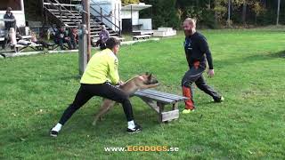 Powerfull malinois puppy in training with Viorel Scinteie is about how to start your pup protection [upl. by Ellery]