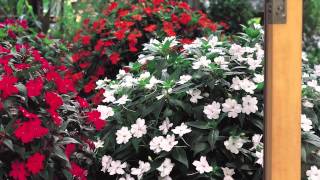 SunPatiens® Impatiens at Home [upl. by Hpseoj]