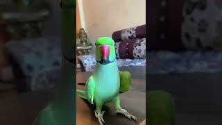 Talking Parrot Mithu A Mithu😍 shorts real Voice Attractive Mithua youtubeshorts talkingparrot [upl. by Nabois]