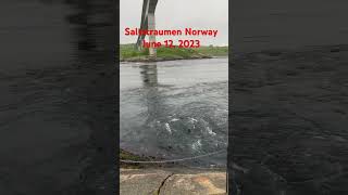 Saltstraumen Norway 🇳🇴 [upl. by Aenil]