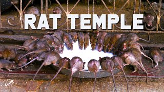 Karni Mata Rat Temple in Bikaner India  The Planet D [upl. by Na]