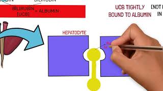 BILIRUBIN METABOLISM AND JAUNDICE TYPES AND CAUSES [upl. by Brandea]