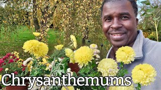 Chrysanthemums Complete Fall Mums Bloom Care Guide How to Grow [upl. by Lukey]