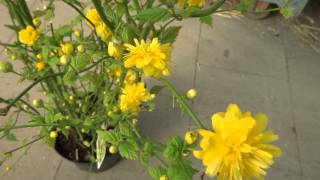 Kerria japonica Pleniflora [upl. by Larrabee]