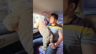 Travelling With Bengal Tiger in the Car  Nouman Hassan [upl. by Modeste969]