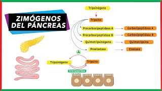 ¿Cómo se hace la DIGESTIÓN de LÍPIDOS  Digestión de Macronutrientes en Nutrición [upl. by Lat]