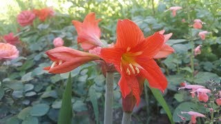 Hippeastrum petiolatum  Amarillis de campo  Flora argentina [upl. by Thgiwd215]