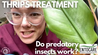 Thrips treatment  do predatory mites work ft Entocarenl  Plant with Roos [upl. by Valma]