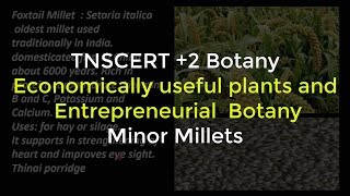 5Botany  Economically useful plants and entrepreneurial botany  Minor Millets [upl. by Deach]