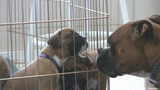 Cute 4 Week Old Boxer Puppies With Moma [upl. by Weinert]