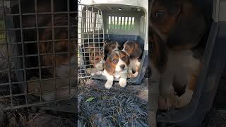 Coaxing 7 adorable baby BEAGLES out of the crate after VET [upl. by Annelise]