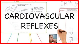 CARDIOVASCULAR REFLEXES PHYSIOLOGY SERIES [upl. by Taffy]