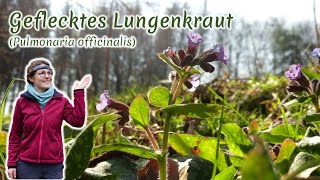 Geflecktes Lungenkraut Pulmonaria officinalis  Artenporträt Merkmale  Ökologie  Wissenswertes [upl. by Clarette]