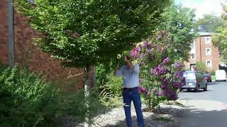 European hornbeam Carpinus betulus  Plant Identification [upl. by Dilan]