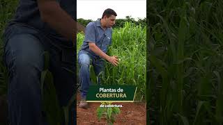 Utilização de PLANTAS DE COBERTURA na lavoura de café shorts [upl. by Gnoy]