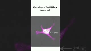 How a Tcell kills a cancer cell aiims biology neet viralvideo shorts youtubeshorts [upl. by Neirda]