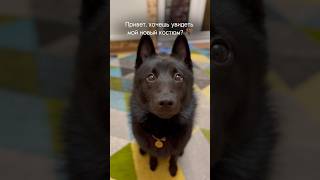 🥰🦇 schipperke шипперке дрессировка дрессировкасобак [upl. by Annig]