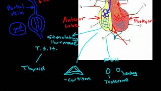 Hypothalamus amp Pituitary Physiology [upl. by Ezara]